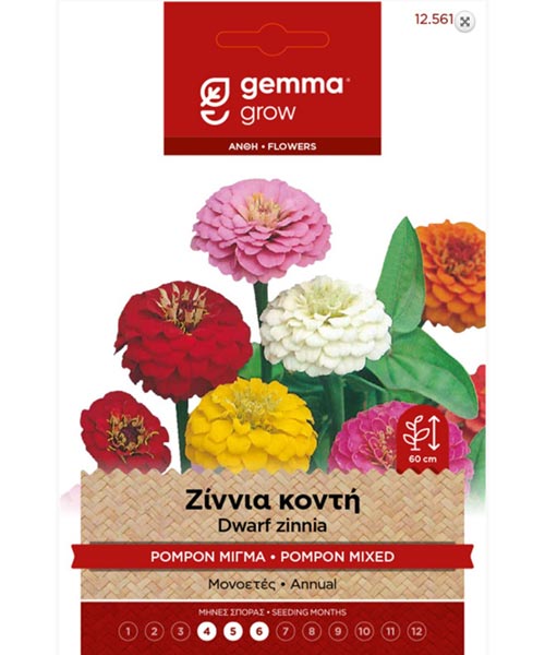 Ζίννια χαμηλή με λουλούδι τύπου Pompon σε διάφορα χρώματα